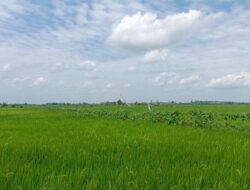 Bulan Oktober Kementan Pastikan Cetak Satu Juta Hektare Sawah Baru Dimulai