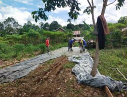 Proyek Jalan di Lubuk Tanjung Diduga “Siluman”, Pohon Durian hingga Rumput Ikut Tertimbun Cor