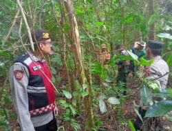 Atasi Teror Beruang Madu di Sukakarya, Aparat Gabungan Sisir Kebun Warga dan Siapkan Perangkap